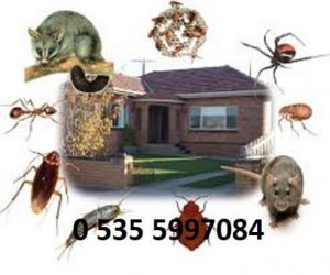 Turgutlu ev apartman böcek haşere ilaçlama